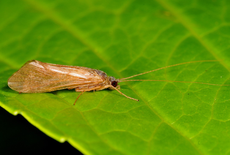 Hydropsychidae e Anabolia sp.